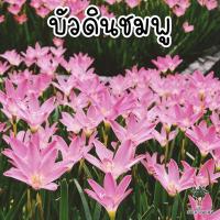ราคา บัวดินสีชมพู บัวดินโรเซีย ดอกไม้จัดสวน (6387157783)