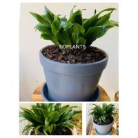 ราคา DDPLANTS ต้นวาสนาเก้าชั้น ต้นไม้ฟอกอากาศ ต้นไม้มงคล (4432225389)