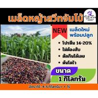 ราคา ✅ สวีทจัมโบ้ เมล็ดสวีทจัมโบ้ 1 กิโลกรัม #พร้อมปลูก(รับประกันการงอก) หญ้าเลี้ยงสัตว์ หญ้า พันธ์ุหญ้า หญ้าเลี้ยงวัว ควาย (26506559424)