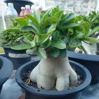 ราคา ชวนชมราชินีพันดอกเพาะเมล็ด (25386970225)