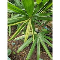 ราคา จั๋งด่างเหลือง สายพันธุ์แท้ (11759610426)