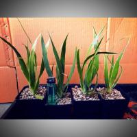 ราคา จันผาเลือดมังกร (Draceana draco) (6734703859)