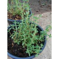 ราคา ต้นพันธ์ุไทม์ 2สายพันธ์ุ ซัมเมอร์ไทม์ เลมอนไทม์ (4871013051)