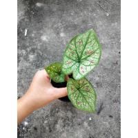 ราคา ✨บอนสี✨ลูกไม้คล้ายไทยนิยม (12236287526)