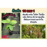 ราคา ต้นเต็ง .ต้นเต็งรัง ต้นไม้จิก สวนป่า ไม้ป่าเศรษฐกิจ เฟอร์นิเจอร์ไม้ จัดสวน แต่งบ้าน ไม้ยืนต้น ไม้แดด สมุนไพร ดิน ผัก (29006253430)