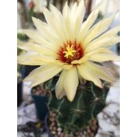 ราคา เฟอโรเล็บเหยี่ยวขนาด4cm (19035309136)