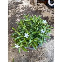 ราคา ต้นพุดศุภโชคแคระ ต้นไม้มงคล (ยกกระถาง 8 นิ้ว ) (7549557253)