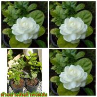 ราคา (1ต้น) (ขาย ต้นพันธุ์) ต้น ดอก มะลิญี่ปุ่น มะลิ ซ้อน ญี่ปุ่น เบนซ์ (9902493258)