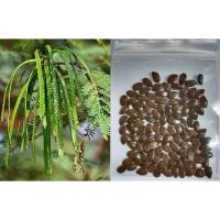 ราคา เมล็ดพันธุ์กระถินบ้าน ซองละ 100 เม็ด กระถินไทย กระถินดอกขาว กระถินยักษ์ ปลูกง่าย โตไว ยอดอ่อนกินอร่อย (17569678145)