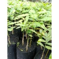 ราคา ผักหวานป่า 3 ถุง 100 บาท 1 ถุงมีผักหวาน 2 ต้น ผักหวานสีทอง มีต้นลำไย 1 ต้น เป็นไม้พี่เลี้ยง (13124235290)