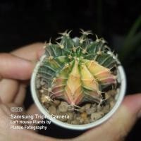 ราคา LB2178 Hybrid 10 พู ไม้เมล็ด ยิมโนด่าง ลายสวย 4.5 ซม. (5081170742)