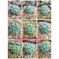 ราคา Mammillaria schumannii แมมชูแมนนิอาย แมมชูแมน หนามเดี่ยว cactus สวย ราคาถูก (16813719688)