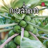 ราคา （เมล็ด）การ กะหล่ำดาว กระหล่ำดาว กระหล่ำปลีดาว กะหล่ำปลีดาว เมล็ดกะหล่ำปลีดา/งอก ปลูก/งอก การ (19878816451)