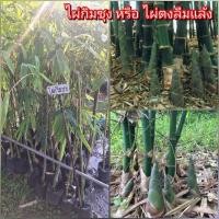 ราคา ไผ่กิมซุง หรือ ไผ่ตงลืมแล้ง ออกหน่อนอกฤดูได้ ทั้งยังออกหน่อดก ให้ผลผลิตเร็ว รสชาติไม่ขม (29324750923)