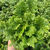 ราคา ต้นเฟิร์นกนกนารี กระถางใหญ่ 6 นิ้ว (22020258408)