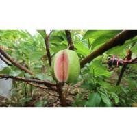 ราคา ต้นฝรั่ง หงเปาสือ ฝรั่งหงเปาสือ ลำต้นสูง 70-80 ซม ไส้แดงหวานกรอบ ฝรั่งแตงโม ฝรั่งสายพันธุ์ไต้หวัน ไส้แดงไร้เมล็ด (4768988709)