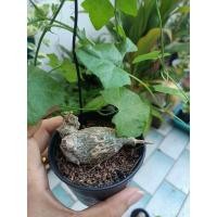 ราคา โขดตำลึง ตำลึงโขด ไม้โขด (9687960243)