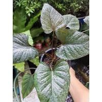 ราคา เสน่ห์จันทร์ดำทรงสวย (15064800004)