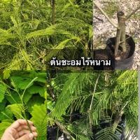 ราคา ต้นชะอมไร้หนามเป็นพันธุ์ชะอมที่แทบไม่มีหนามหรือมีน้อยมาก ทำให้สะดวกในการเก็บเกี่ยวและรับประทาน (43624539366)