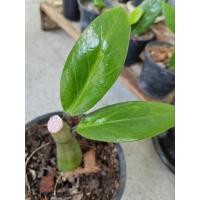 ราคา กวักมรกตด่าง​ กวักมรกตด่าง (21493386534)