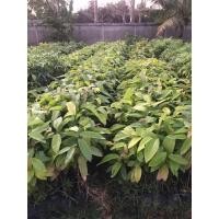 ราคา ต้นยางนา 5ต้น/1กล่อง (21475333243)