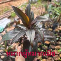 ราคา ต้นหมากผู้หมากเมีย ชำถุงดำพร้อมปลูก มีรากพร้อมปลูก ไม้มงคล ใบมีสีสันสดใสสวยงาม หมากผู้หมากเมีย ปลูกง่าย (40972848866)