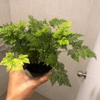 ราคา ต้นเฟิร์นนาคราช ฟิจิ (7244036597)