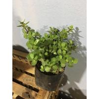 ราคา ต้นคลาสซูล่า_ต้นดูดทรัพย์ (12805475560)