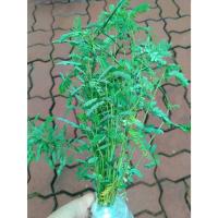 ราคา ต้นลูกใต้ใบ สมุนไพรลูกใต้ใบ ถอนสดส่ง ประมาณ 50ต้น หรือ 1 ขีด 99 บาท (21693681475)