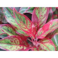 ราคา ต้นแสงเงินแสงทองแก้วกาญจนา #อโกลนีมา#แสงเงินแสงทอง#สยามออโรร่า (5100456993)