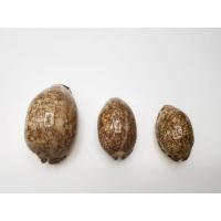 ราคา เปลือกหอยเบี้ย ขนาด 4 ซม. ถึง 6 ซม. (5742622688)