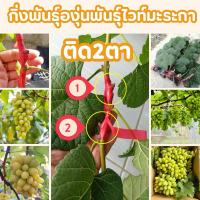 ราคา ต้นองุ่นไวท์มะละกา กิ่งพันธุ์องุ่นแบบติดตาหรือเสียบยอด (19842204202)