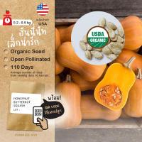ราคา เมล็ดผักนำเข้า ฮันนี่นัท บัตเตอร์นัท Honeynut (Organic Seed) Butternut Squash ฟักทอง สควอช ขนาดเล็ก (6574846050)
