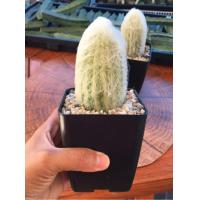 ราคา กระบองเพชรผู้เฒ่าหรือคนแก่ (Old man cactus) หรือ เอสโพทัว (Espostoa) จัดส่งทั้งกระถาง (7007002124)