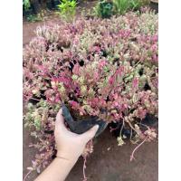 ราคา คุณนายตื่นสายด่าง สวยแปลกตาพร้อมส่ง (28200876714)