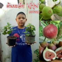 ราคา #ต้นมะเดื่อญี่ปุ่นมาซูอิ ดอร์ฟิน '' #ต้นมะเดื่อญี่ปุ่น (5514623353)