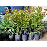 ราคา ต้นคริสติน่า ทำรั้ว ปลูกประดับ ถุง 4 นิ้ว ต้นสูง30-35 ซม. (43967889167)