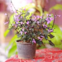 ราคา ต้นม่วงมณี (อาซูก้า)กระถาง5นิ้ว (3332654385)