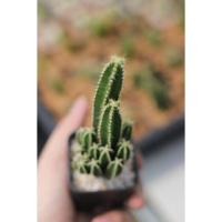 ราคา แคคตัสกระบองเพชร คอนโดนางฟ้า ปราสาทนางฟ้า ฟอร์มกอ ทรงสวย กอแน่นๆ ราคาถูก (15004554084)