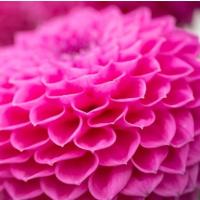 ราคา 1 หัว รักเร่ ดอกดาร์เลีย ดอกรักแรกพบ Dahlia สายพันธุ์ Leopold Chloe (10216642157)