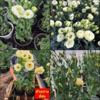 ราคา (1ต้น) ต้น กุหลาบไลเซนทัส Lisianthus กุหลาบเวียดนาม กุหลาบไร้หนาม กุหลาบ ไลเซนทัส ต้นไลเซนทัส / ทษณน (22739980960)