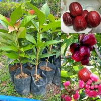 ราคา ต้นชมพู่มะเหมี่ยว (1ต้น) (57951660062)