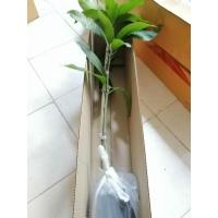 ราคา ต้นมะม่วงน้ำดอกไม้สีม่วง (2698588093)