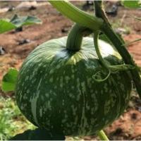 ราคา เมล็ดพันธุ์ฟักทองพวงญี่ปุ่น (25781023473)