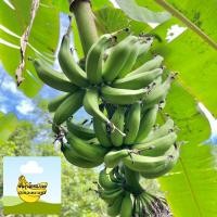 ราคา กล้วยเล็บมือนาง หน่อกล้วยเล็บมือนาง (20220639060)