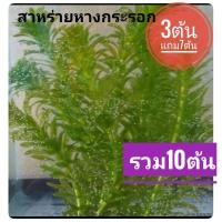 ราคา สาหร่ายหางกระรอก​ 3ต้น แถม7ต้น (7739724789)