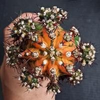 ราคา หน่อยิมโนด่าง เด็ดสดสำหรับกราฟ #หน่อเด็ดสดยิมโนด่าง #ยิมโนด่าง #cactus #Gymnocalycium ยิมโนคาไลเซียม (5861208421)