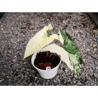 ราคา ไหลขาวด่าง​ขาว-ด่างชมพู-​ออมชมพูด่าง​ (pink​ spot​ marble)​-อิพิด่างขาว (12604267144)