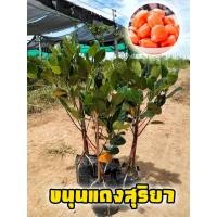 ราคา ขนุนแดงสุริยา 2 ต้น ต้นทางกิ่ง สูง 60-70 ซม. (7851046486)