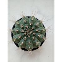 ราคา ยิมโนคาไลเซียม แดมซิไอ ยิมโนแดมซิไอ แคคตัส กระบองเพชร (28471477682)